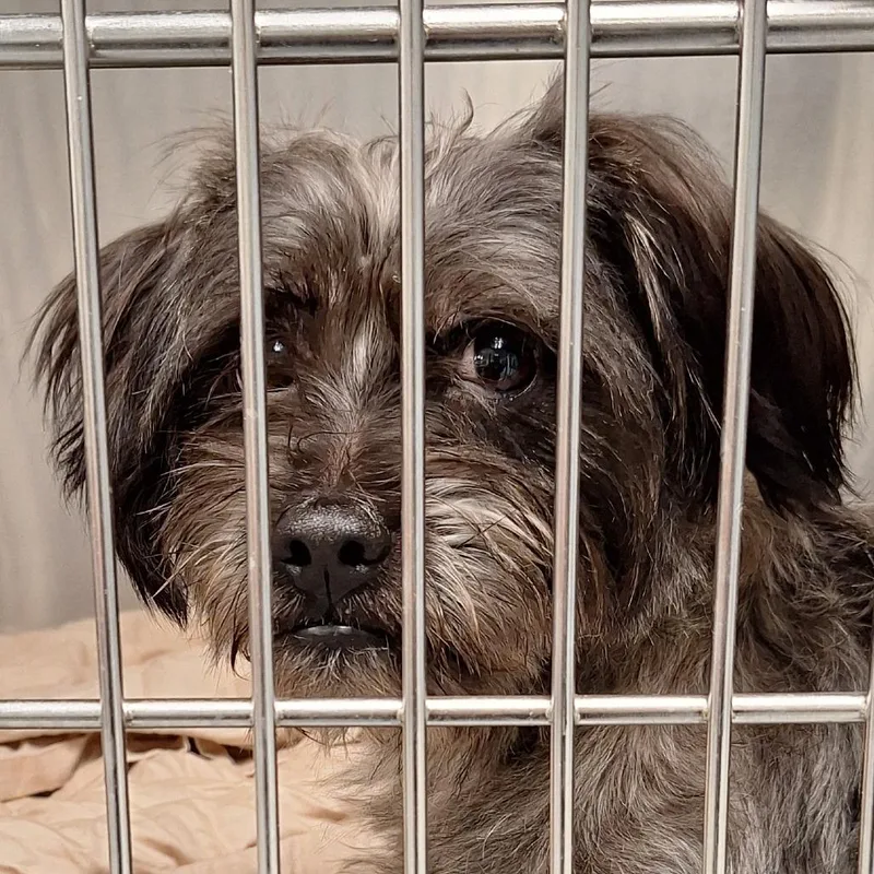 An adult small-sized male Gray / Blue / Silver Mixed Breed dog named Bluemle for adoption in West Chester, PA
