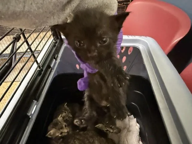 A baby small-sized male Domestic Short Hair cat named Ronan for adoption in Miami, FL