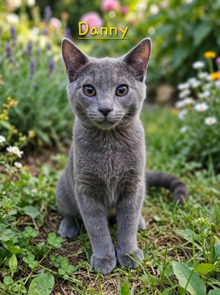 A baby small-sized male Domestic Medium Hair cat named Danny for adoption in Jim Thorpe, PA