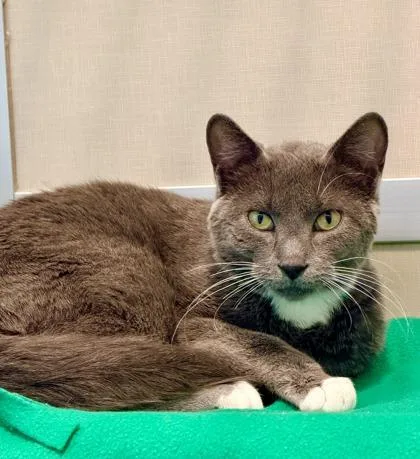 A young small-sized male Domestic Short Hair cat named Rhombus for adoption in Bellevue, WA