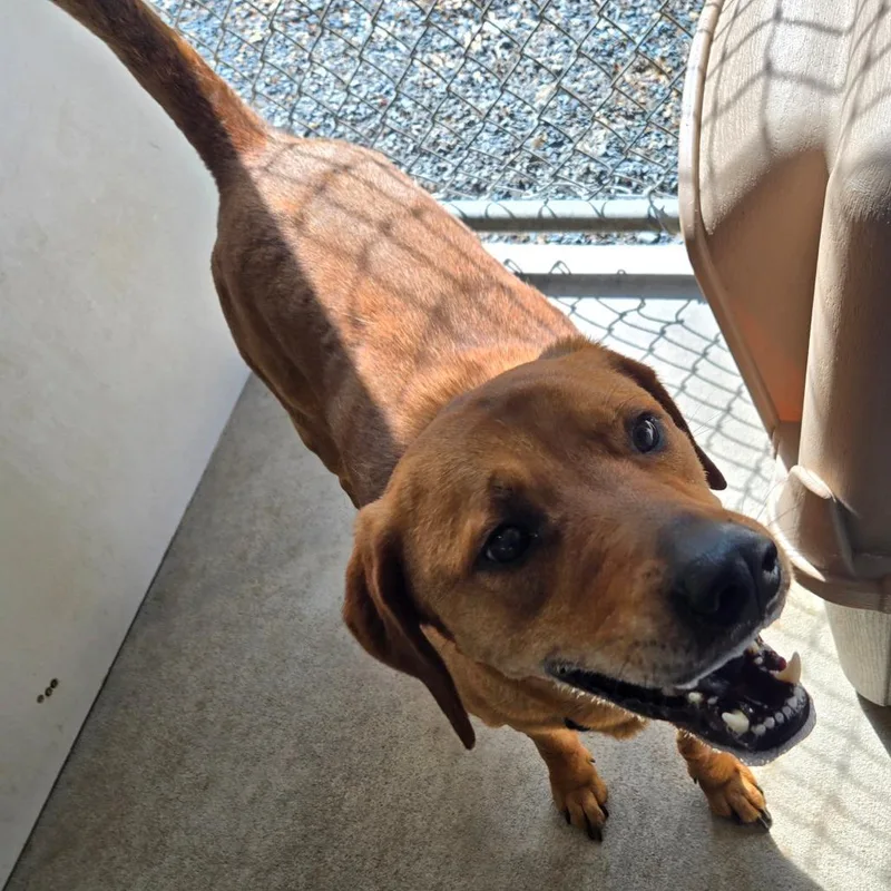 An adult large-sized male Brown / Chocolate Mixed Breed dog named Echo for adoption in Mount Gilead, NC