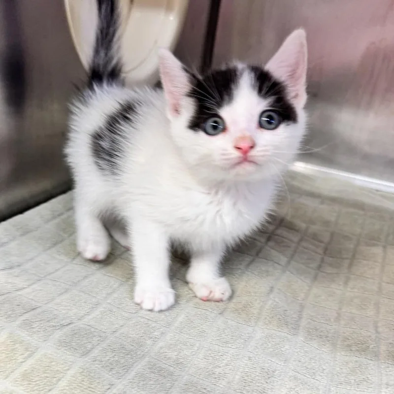 A baby small-sized female White Domestic Short Hair cat named Take a Treat for adoption in Austin, TX
