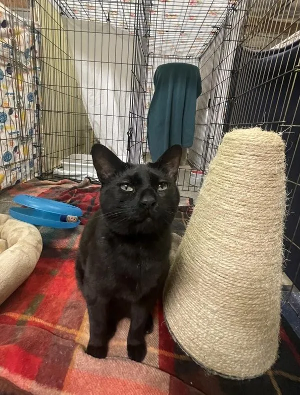 An adult medium-sized female Domestic Short Hair cat named Chili for adoption in Oceanside, CA