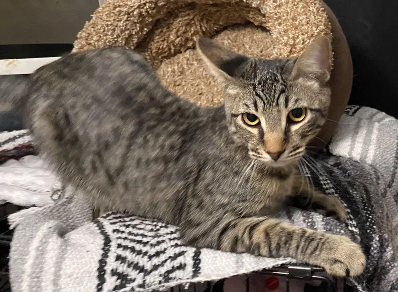 Koda Aka Brownie thumbnail 2