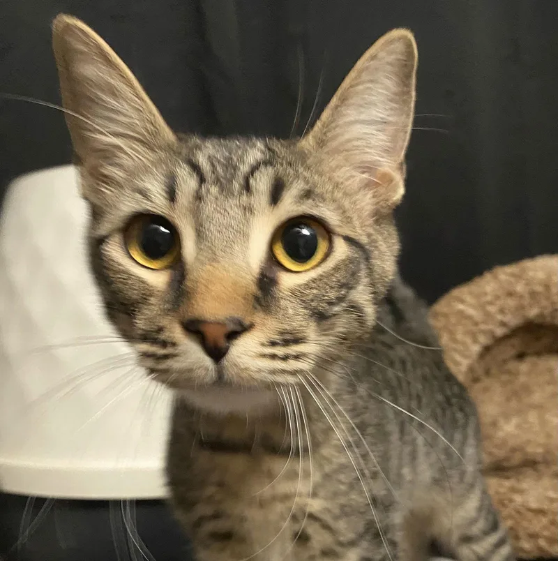 Koda Aka Brownie thumbnail 3