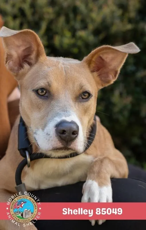 An adult medium-sized female Yellow / Tan / Blond / Fawn Mixed Breed dog named Shelley for adoption in Mobile, AL