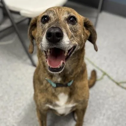 An adult large-sized male Brown / Chocolate Labrador Retriever dog named Charlie for adoption in Tinley Park, IL