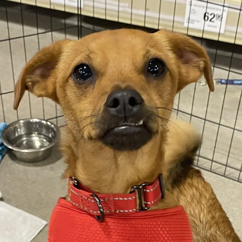 A young small-sized male Yellow / Tan / Blond / Fawn Chihuahua dog named Henry for adoption in Largo, FL