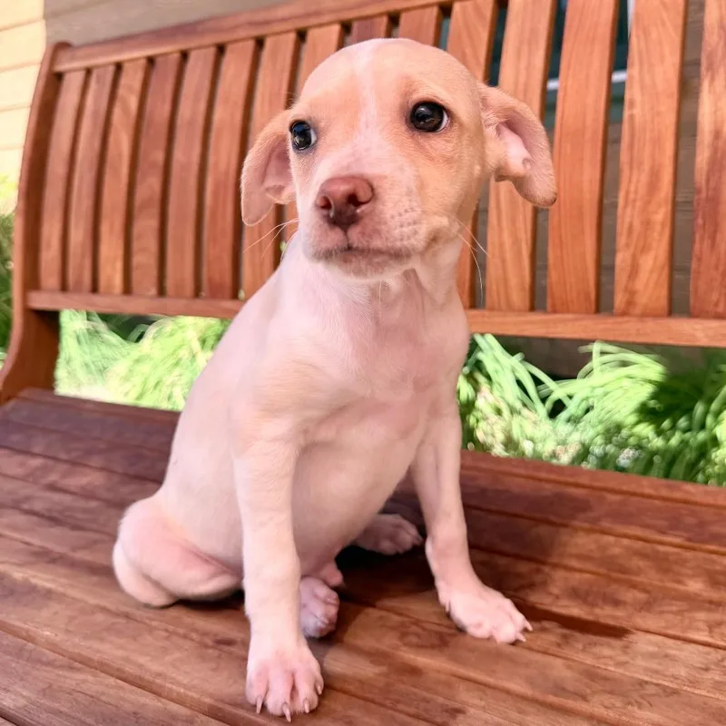 A baby small-sized male Chihuahua dog named Luther for adoption in Agoura Hills, CA