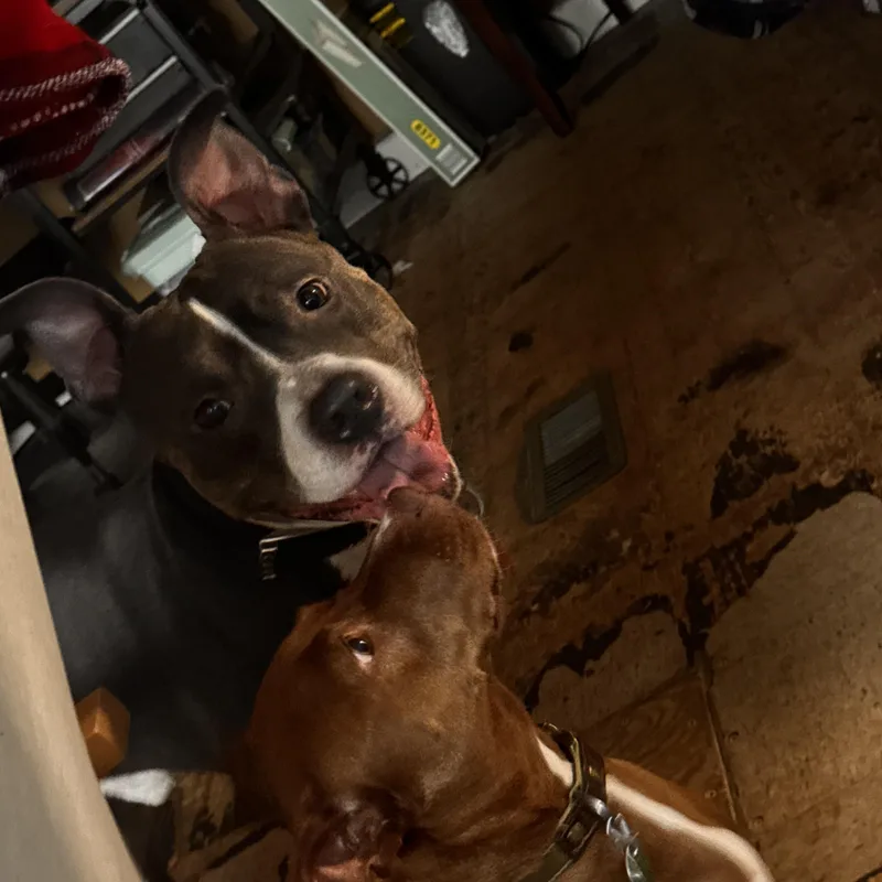 An adult medium-sized male Pit Bull Terrier dog named Prince for adoption in Chicopee, MA