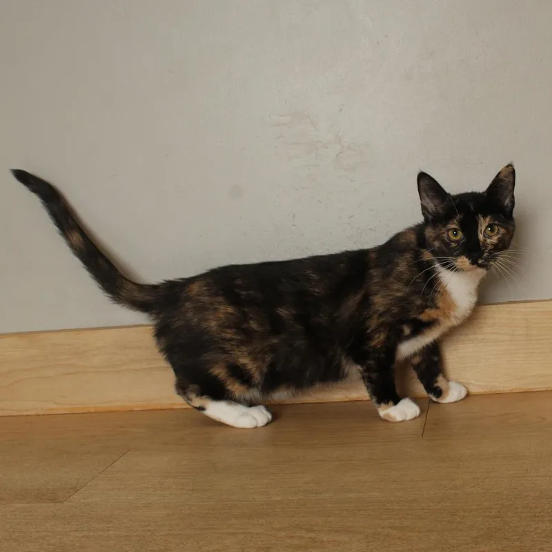 A baby medium-sized female Calico Domestic Short Hair cat named Possum C for adoption in Minnetonka, MN