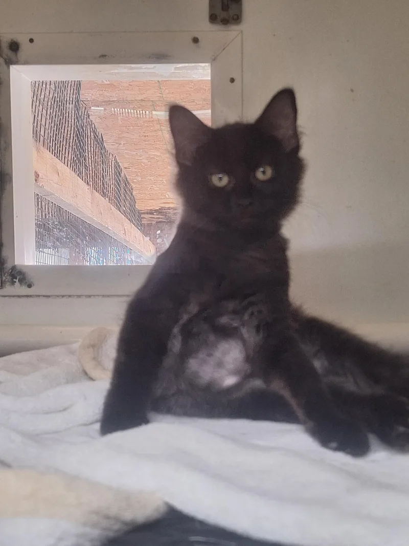 A baby small-sized female Domestic Long Hair cat named Kona for adoption in Chappell, NE