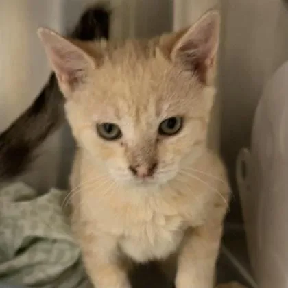 A young medium-sized female Domestic Short Hair cat named Portobello for adoption in Lansing, MI