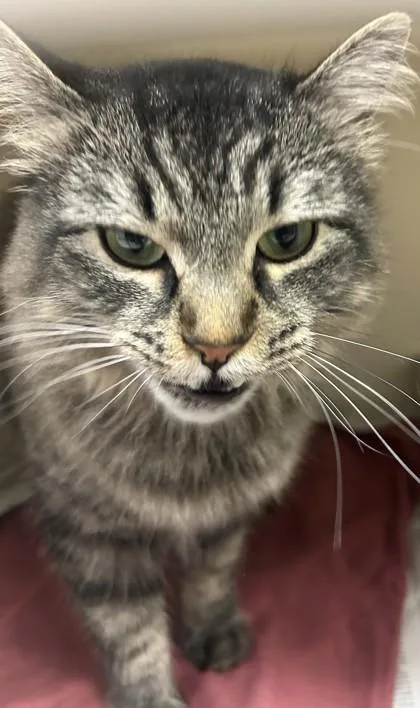 An adult large-sized female Domestic Medium Hair cat named Iliana for adoption in Chamblee, GA