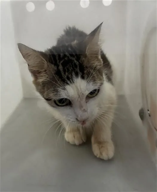 An adult medium-sized female Domestic Short Hair cat named Jess for adoption in Dallas, TX