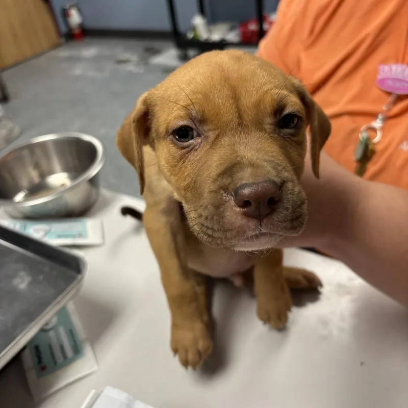 A baby small-sized male Red / Chestnut / Orange Mixed Breed dog named Jasper for adoption in St Joseph, MO