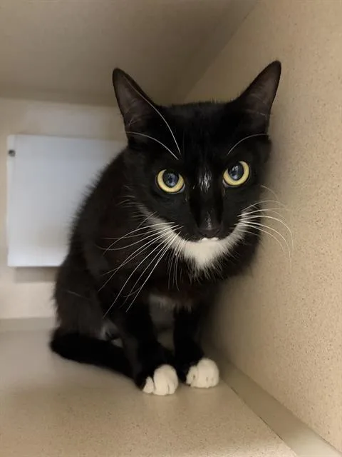 A young small-sized female Domestic Short Hair cat named Asuna for adoption in Denver, CO