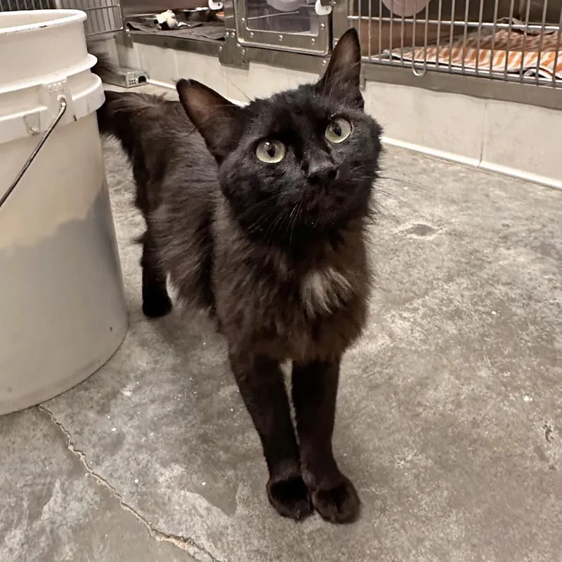 A young medium-sized female Black Domestic Medium Hair cat named Beauty for adoption in Hailey, ID