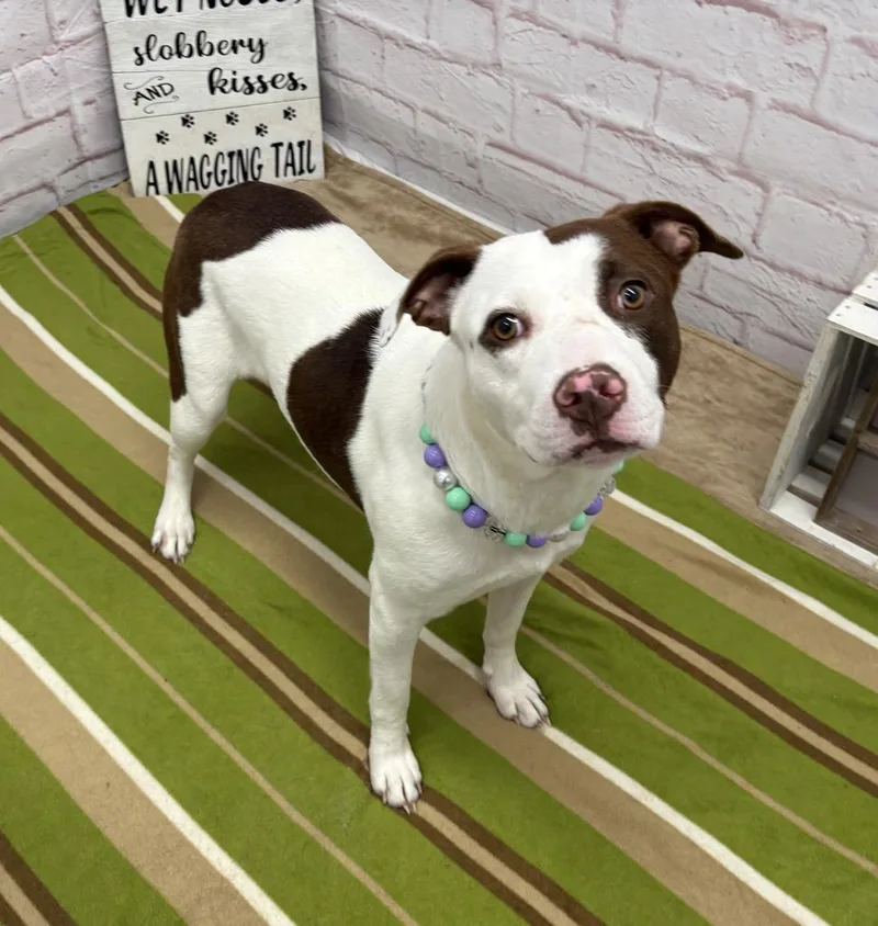 A young medium-sized female Mixed Breed dog named Zinnia for adoption in Detroit, MI
