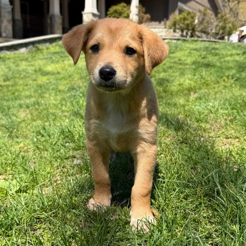 Willie Mae Pup:  thumbnail 2