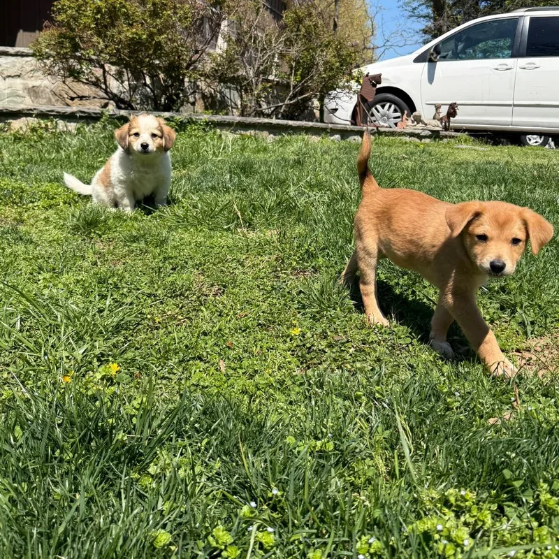 Willie Mae Pup:  thumbnail 3