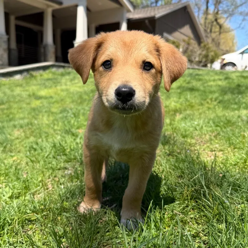 Willie Mae Pup:  thumbnail 4