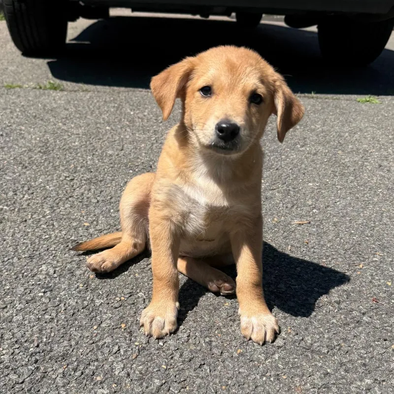 Willie Mae Pup:  thumbnail 5