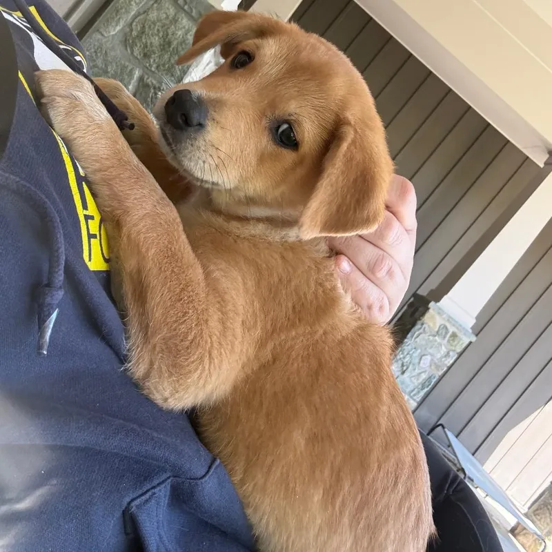 Willie Mae Pup:  thumbnail 6