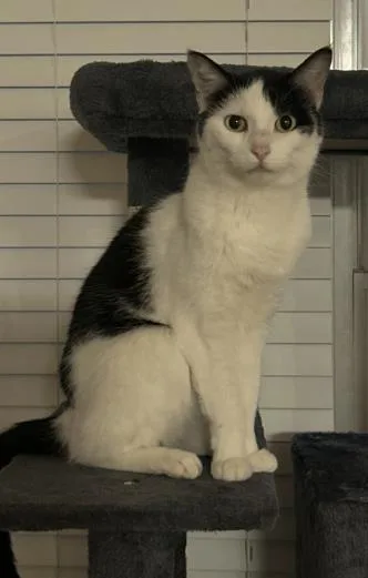 An adult small-sized female Black Domestic Short Hair cat named Daisy for adoption in Atlanta, GA