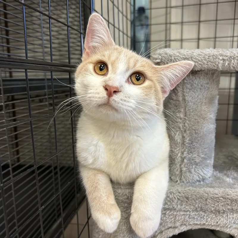 A young medium-sized male Domestic Short Hair cat named Umbrella for adoption in St. Clair, MI