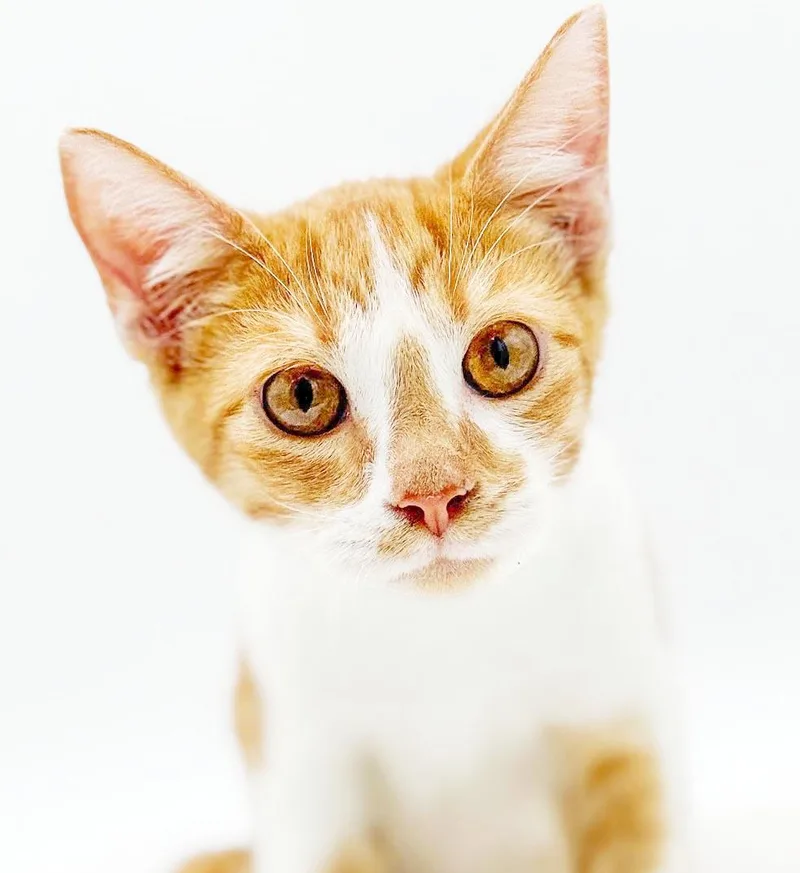 A baby small-sized male Orange & White Tabby cat named Jude will make u for adoption in Bedford Hills, NY