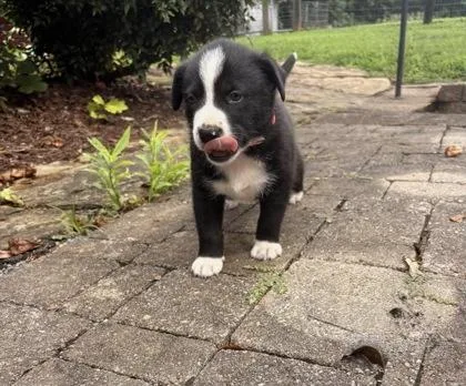 A baby medium-sized male Border Collie dog named Wheatley for adoption in Morton Grove, IL