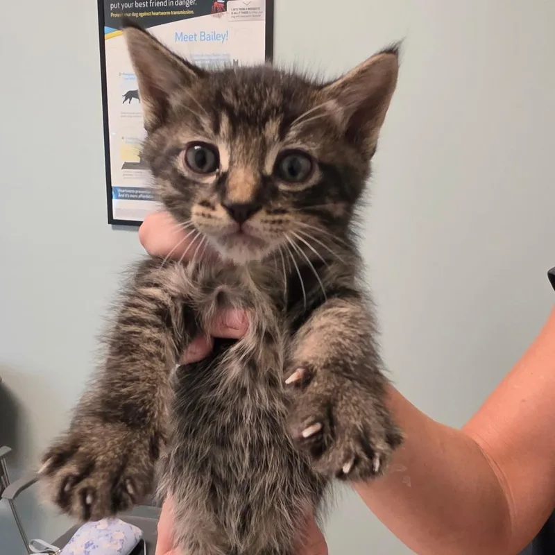 A baby small-sized male Domestic Medium Hair cat named Cinco for adoption in Leander, TX