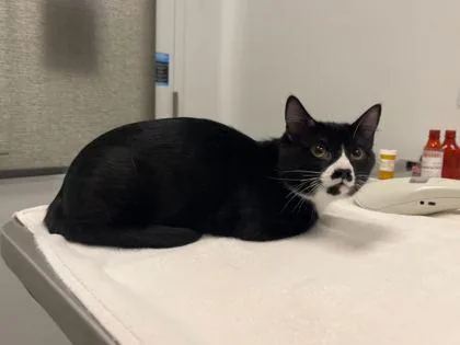 A young small-sized male Black Domestic Short Hair cat named Vanilla Yogurt for adoption in Kansas City, MO
