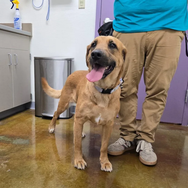 A young large-sized female Black Alaskan Malamute dog named Captain Amelia for adoption in Albuquerque, NM