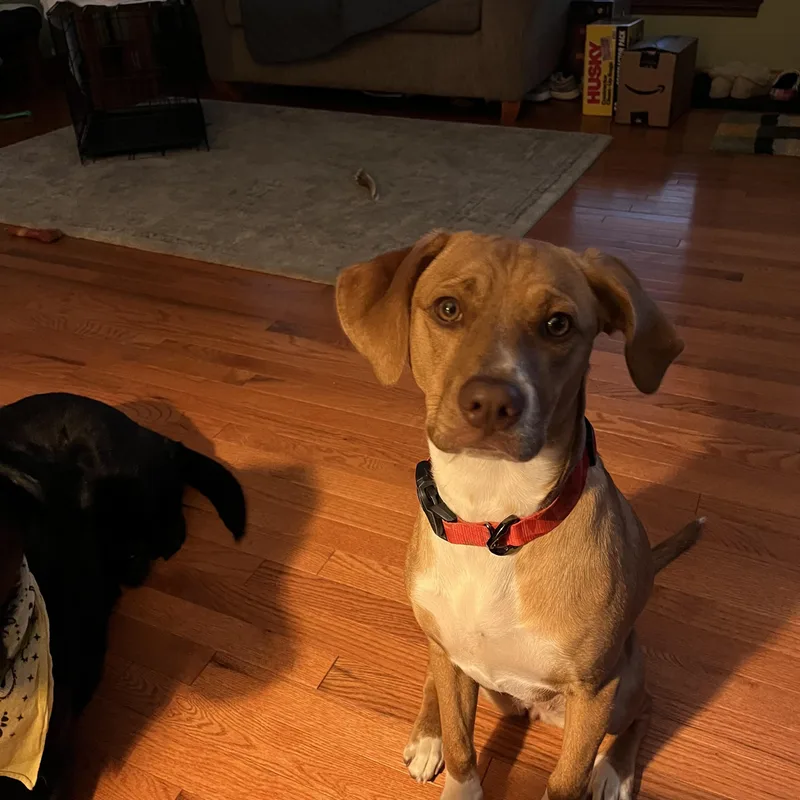 A baby medium-sized female Beagle dog named Daisy for adoption in Westland, MI