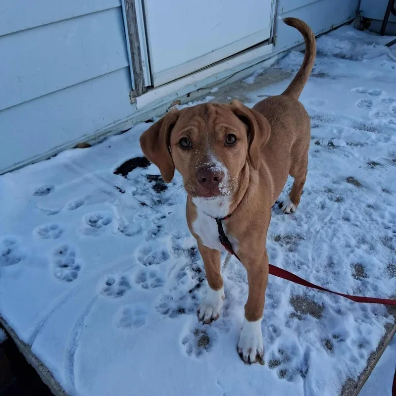 Daisy thumbnail 5
