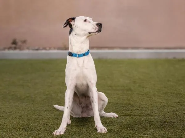 An adult large-sized female English Pointer dog named Godzilla Marie for adoption in San Diego, CA