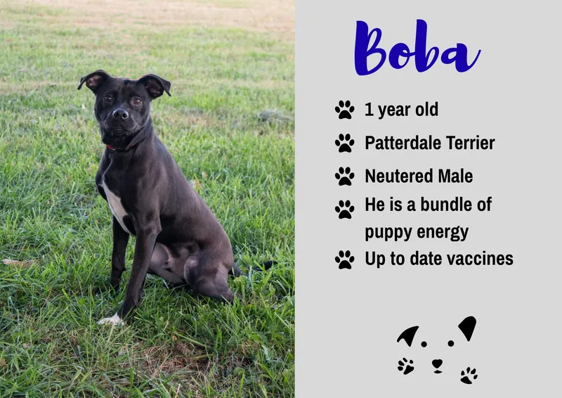A young medium-sized male Patterdale Terrier / Fell Terrier dog named Boba for adoption in Junction City, KS