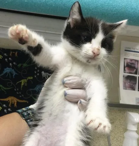 A baby small-sized male Domestic Long Hair cat named Possum for adoption in Riverside, CA