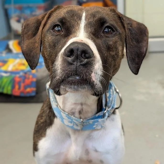 An adult large-sized female Brindle Mixed Breed dog named Nova for adoption in West Olive, MI