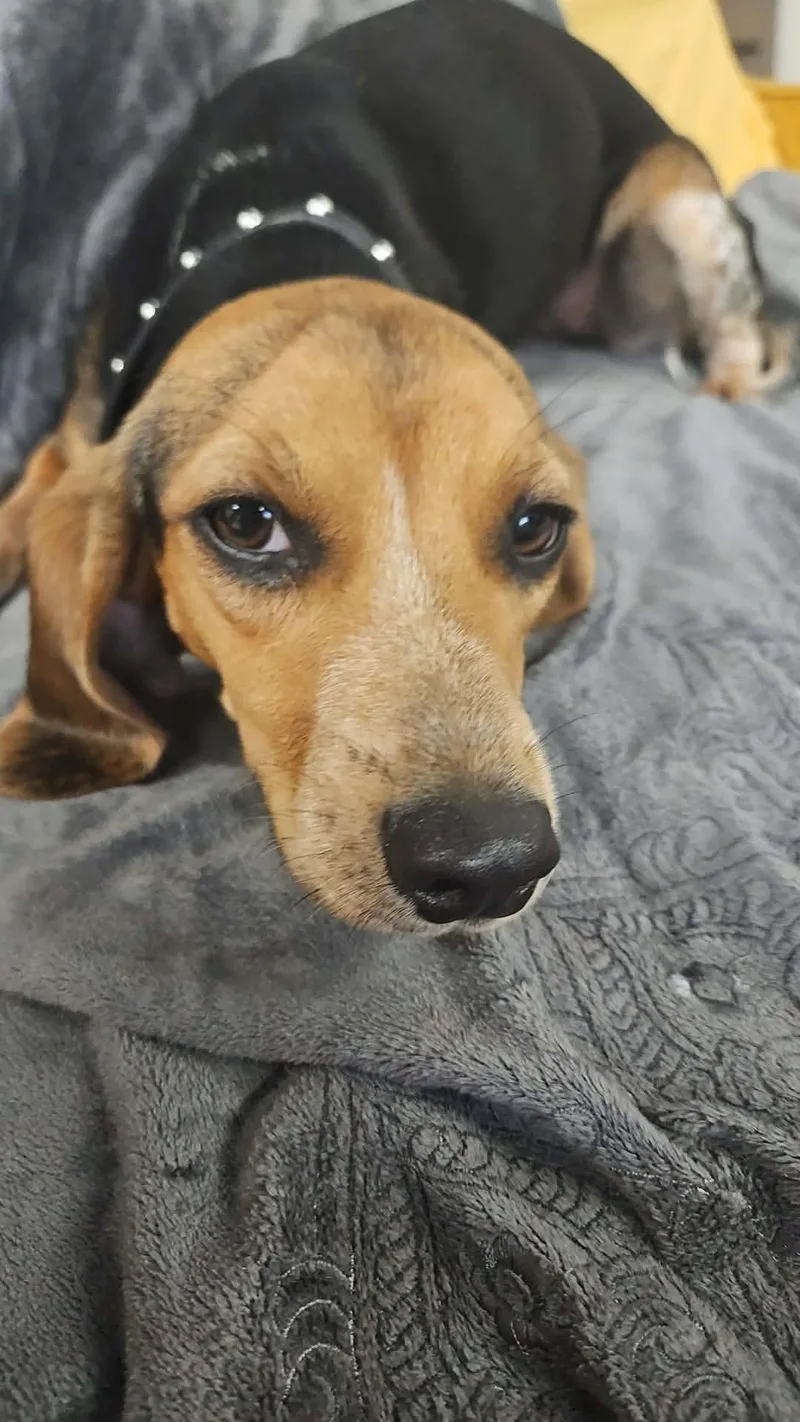 A young small-sized female Beagle dog named Mimosa for adoption in TULSA, OK
