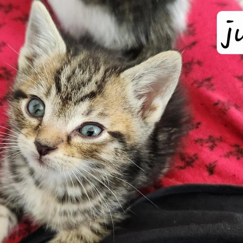 A baby small-sized female Brown / Chocolate Domestic Short Hair cat named July for adoption in Baker City, OR