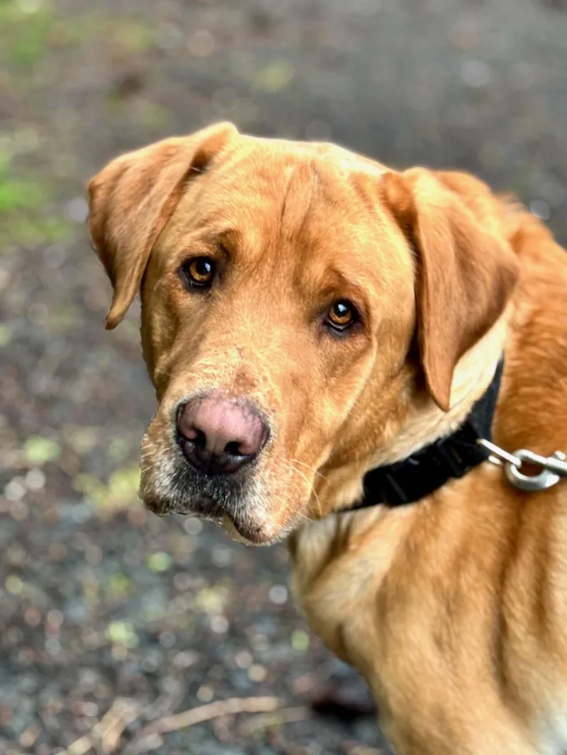 An adult large-sized male Yellow / Tan / Blond / Fawn Labrador Retriever dog named Brick for adoption in Waldport, OR