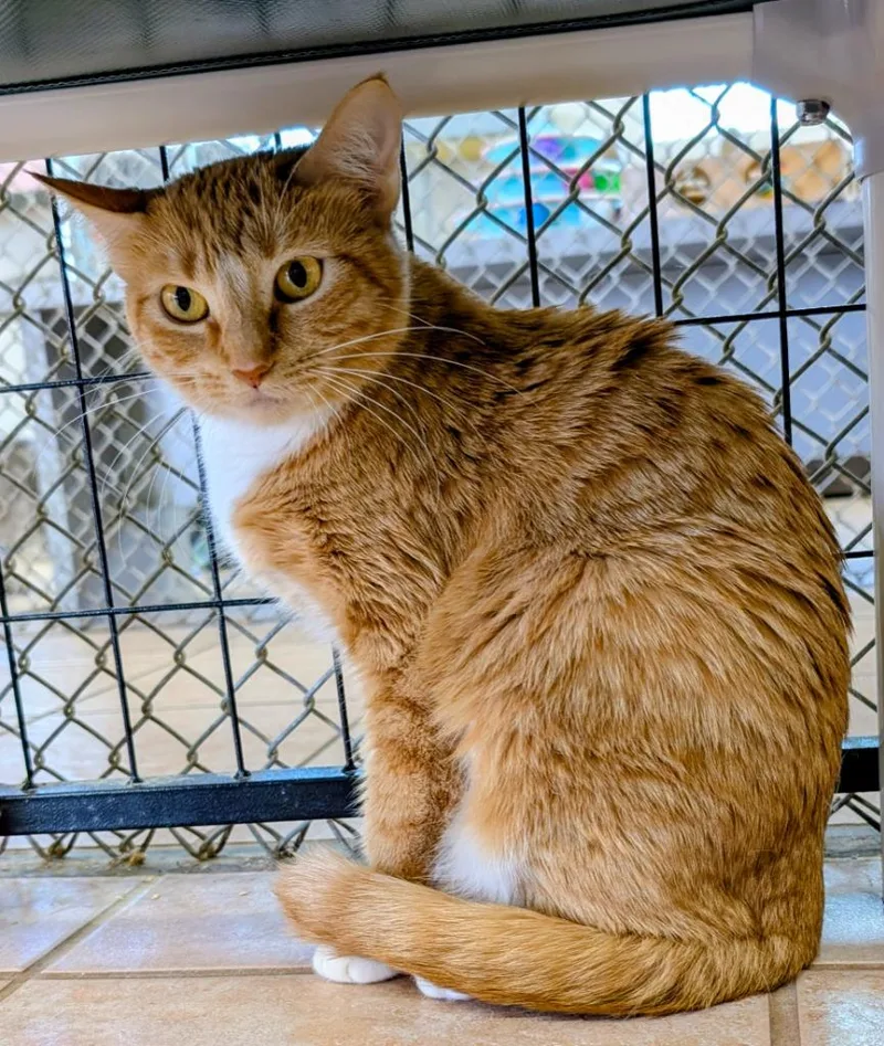 A young medium-sized female Domestic Short Hair cat named Ireland for adoption in Peoria, AZ