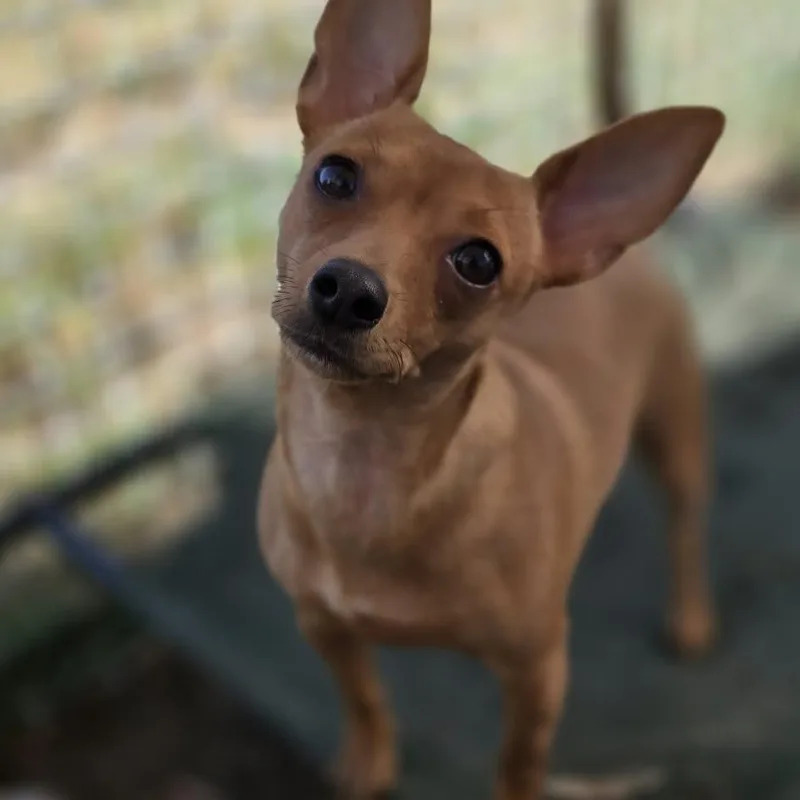 An adult small-sized female Yellow / Tan / Blond / Fawn Chihuahua dog named Sophie for adoption in Justin, TX