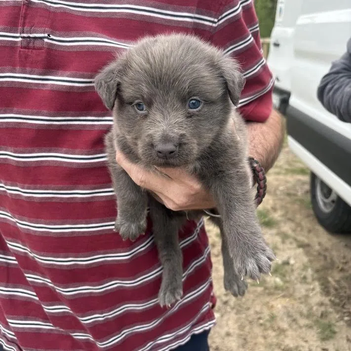 A baby small-sized male Gray / Blue / Silver Labrador Retriever dog named Tartlet for adoption in North Charleston, SC
