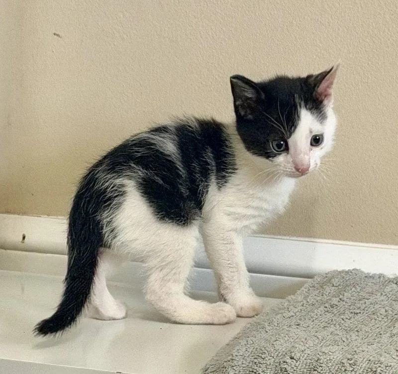 A baby medium-sized male Black & White / Tuxedo Domestic Short Hair cat named Alex for adoption in Royal Palm Beach, FL
