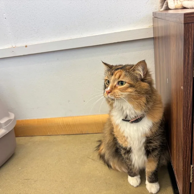 An adult large-sized female Orange / Red Domestic Long Hair cat named Lisa for adoption in Park City, UT