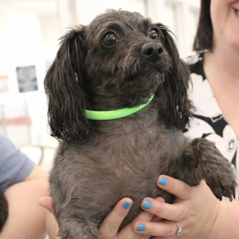 A senior small-sized female Black Maltese dog named Tippy Do Da Day for adoption in Gloucester, VA